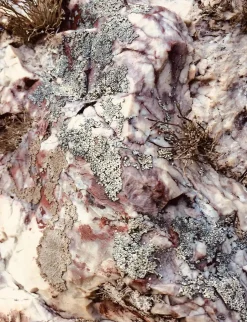 Art Print Stone plants  - zelf samenstellen - Loft24.nl