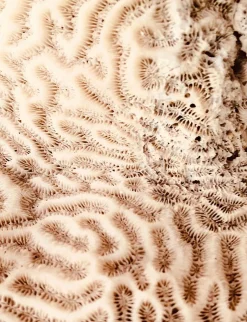 Art Print The brains of the sea  - zelf samenstellen - Loft24.nl