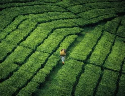 Art Print Tote pengalengan  - zelf samenstellen - Loft24.nl